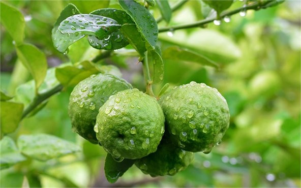 Citrus bergamia Bergamot Bergamut fidanı