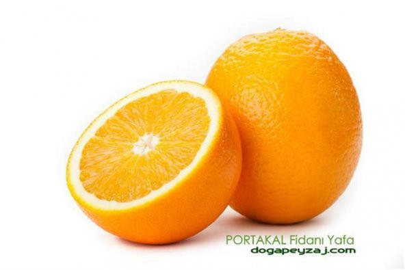 Citrus sinensis Yafa Portakal fidanı