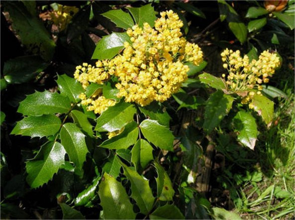 Mahonia aquifolium Sarı Boya Çalısı - 1