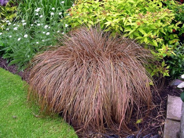 Carex comans Branco fidesi - 1