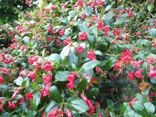 Escallonia Crimson spire Eskalonya eskolonya fidan - 1