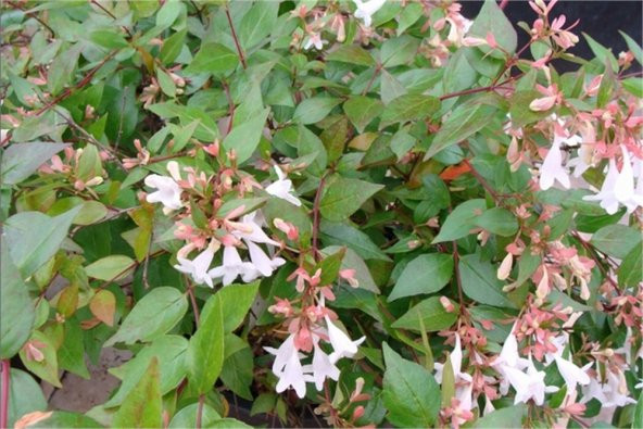 Abelia grandiflora Abelya Güzellik Çalısı fidanı