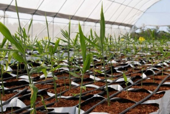 Zingiber officinale Zencefil fidesi