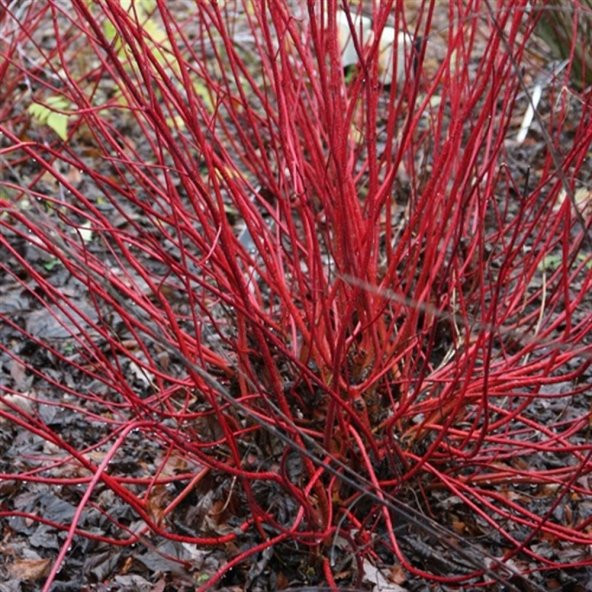 Cornus Alba Sibirica Kırmızı Dallı Süs Kızılcık fidanı - 1