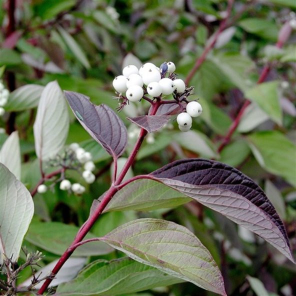 Cornus Alba Sibirica Kırmızı Dallı Süs Kızılcık fidanı - 2