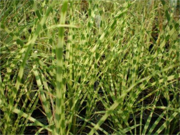 Miscanthus sinensis Fil otu Çin kamışı fidesi - 1