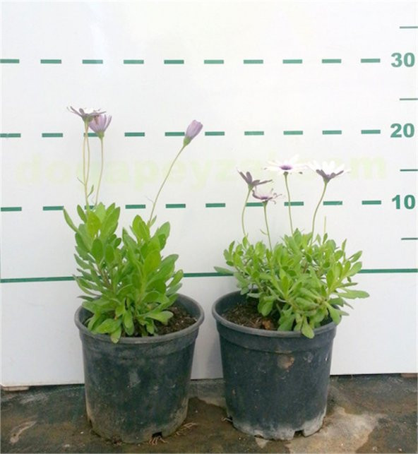 Osteospermum Bodrum Papatyası fidesi