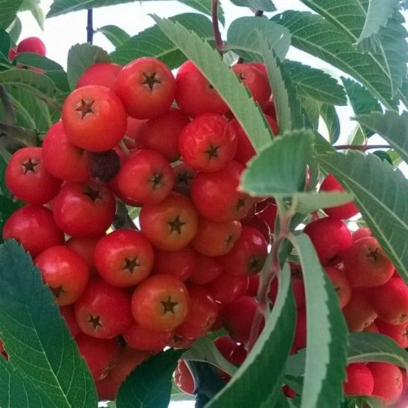Sorbus aucuparia Kuş Üvezi fidanı - 2