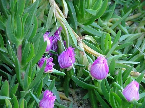 Carpobrotus Kazayağı katırtırnağı
