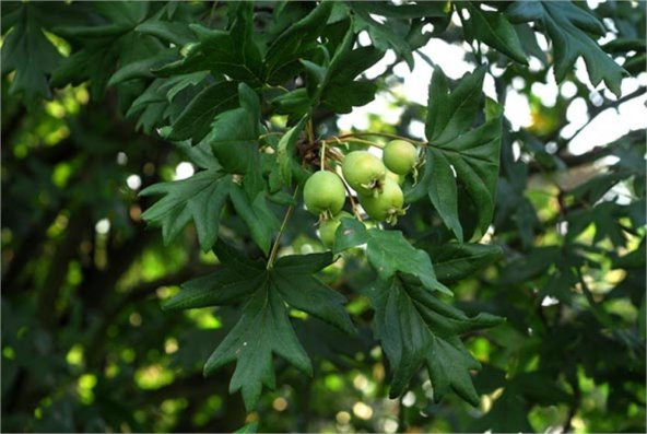 Malus trilobata Geyik elması fidanı - 1