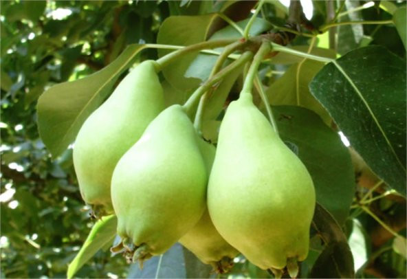 Pyrus communis Akça Armut fidanı - 1