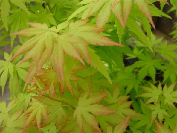 Acer palmatum Japon Akçaağaç fidanı