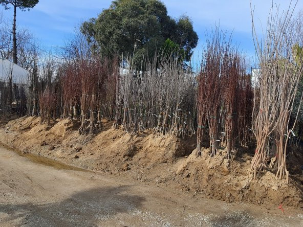 Pyrus communis Akça Armut fidanı - 3
