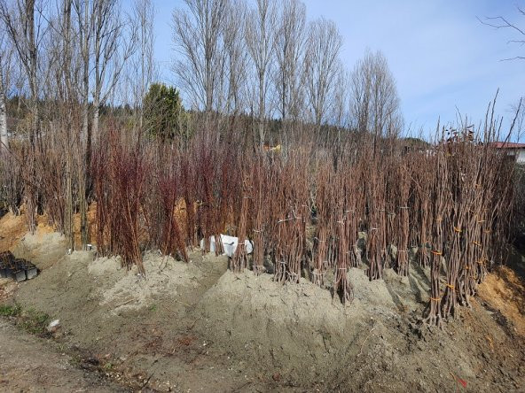 Pyrus communis Akça Armut fidanı - 4
