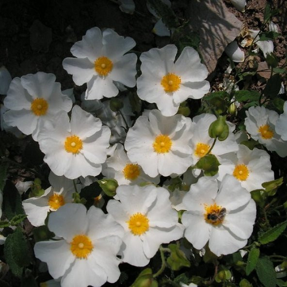 Cistus corboriensis Kaya gülü laden fidanı - 1