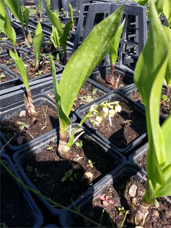 Convallaria majalis Müge çiçeği inci çiçeği fidesi - 2