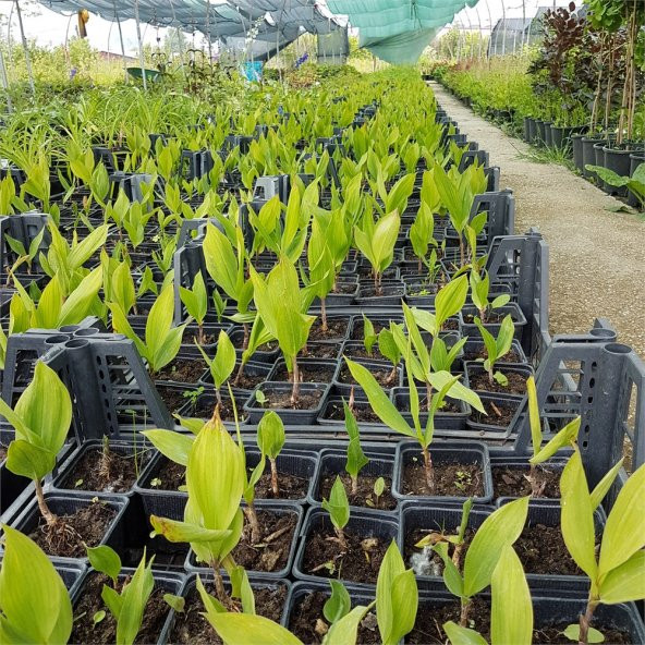 Convallaria majalis Müge çiçeği inci çiçeği fidesi - 3