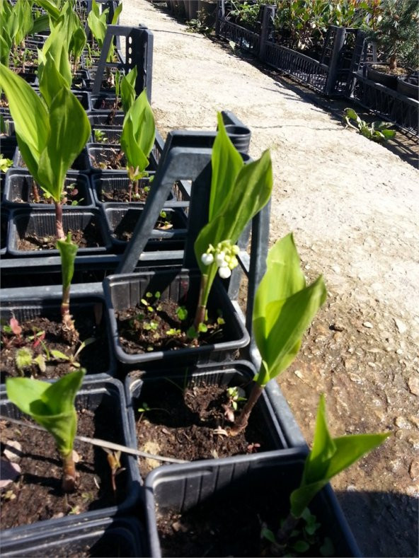 Convallaria majalis Müge çiçeği inci çiçeği fidesi - 5
