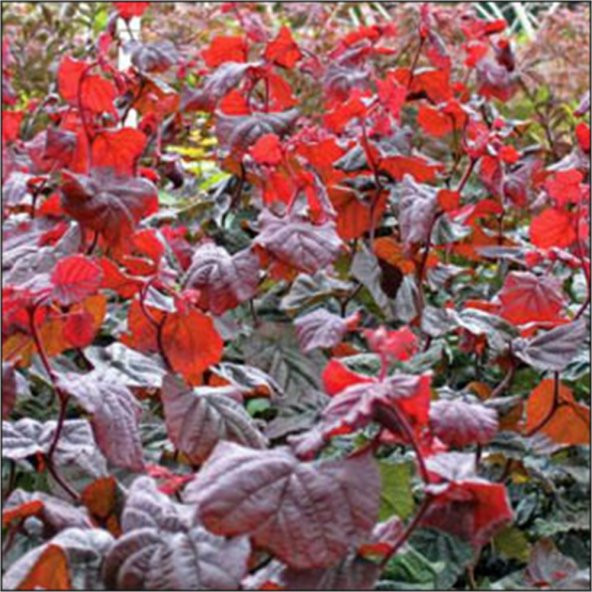 Corylus avellana Red Majestic Kıvırcık Süs Fındığı fidanı - 1