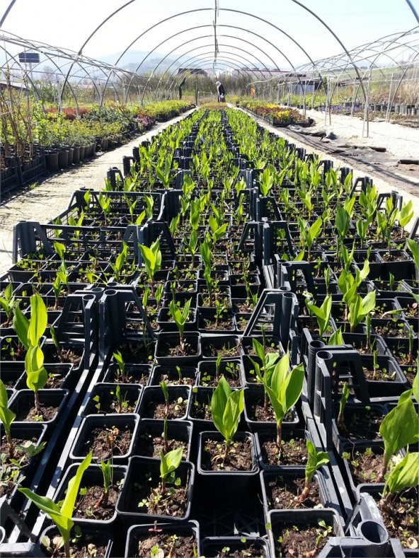 Convallaria majalis Müge çiçeği inci çiçeği fidesi - 7