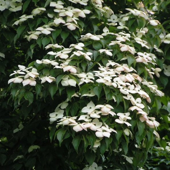 Cornus kousa chinensis Kuza Kızılcık fidanı