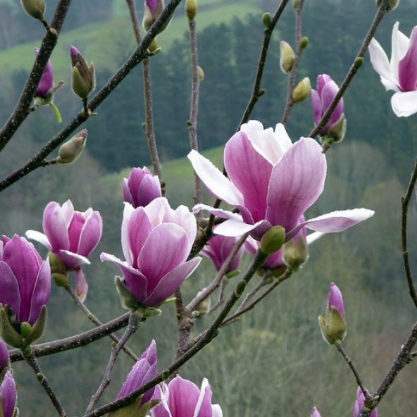 Magnolia soulangeana Satisfaction Manolya fidan