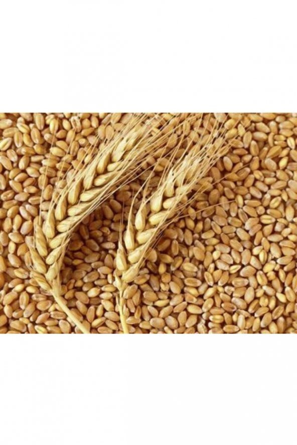 KOZAKLI TARIM ORGANİK 5 KG TAVUK,KAZ,HİNDİGÜVERCİN VE HERTÜRLÜ KANATLI HAYVANYEMİ