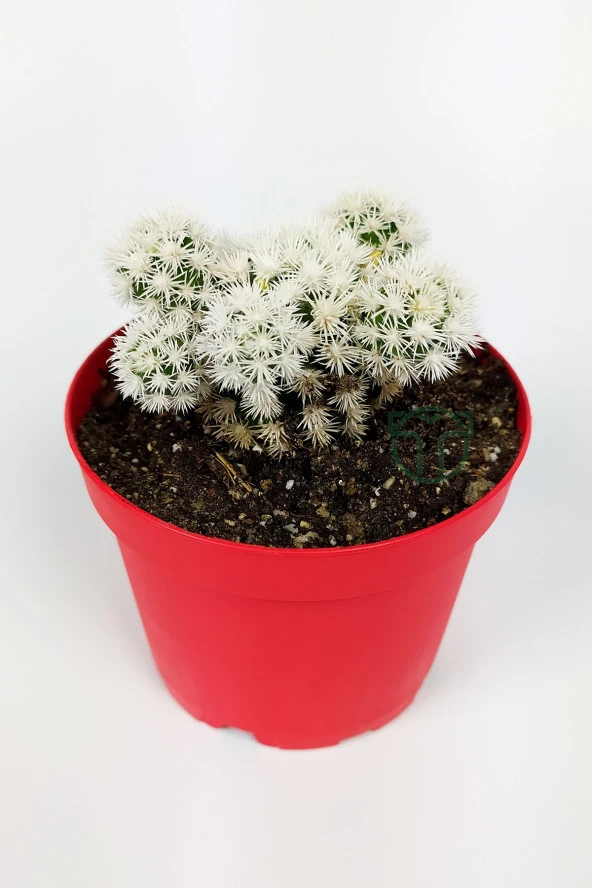 Mammillaria Gracilis Arizona Snowcap Beyaz Kartopu Kaktüs 8.5 cm Kırmızı Saksıda