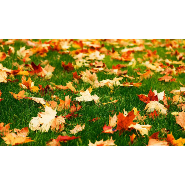 KIŞA HAZIRLIK GÜBRESİ ( 16-10-10) / 5 KG KOVA - 4