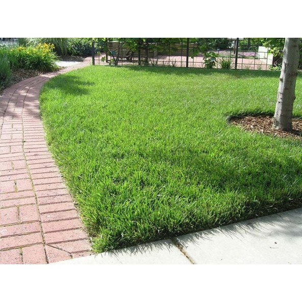 FESTUCA ARUNDINACEA - 1 KG KUTU - 3