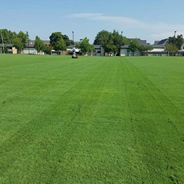 BERMUDA GRASS - 1 KG