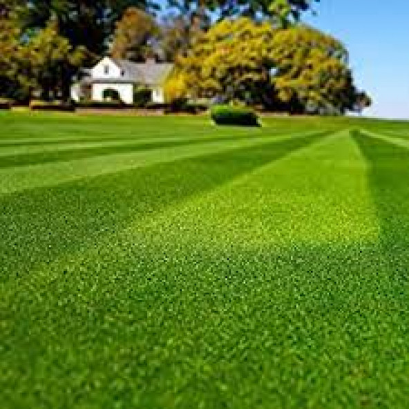 BERMUDA GRASS - 1 KG - 3