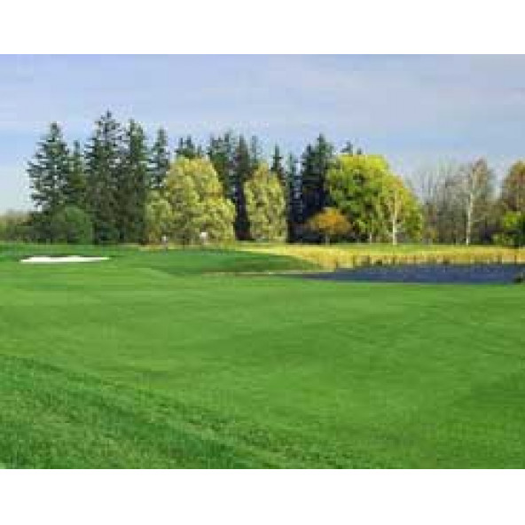 BERMUDA GRASS - 1 KG - 4