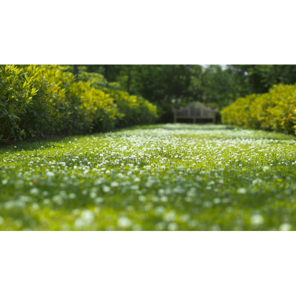 TRIFOLIUM REPENS - 1 KG KUTU - 2