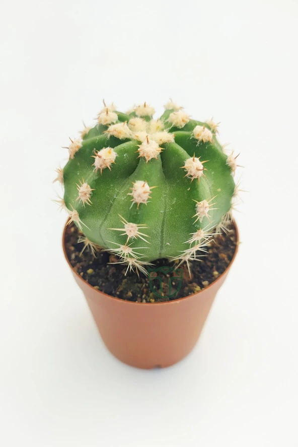 Echinopsis Subdenudata 45 Adet T0PTAN (5.5 cm Saksıda) - Resim 2