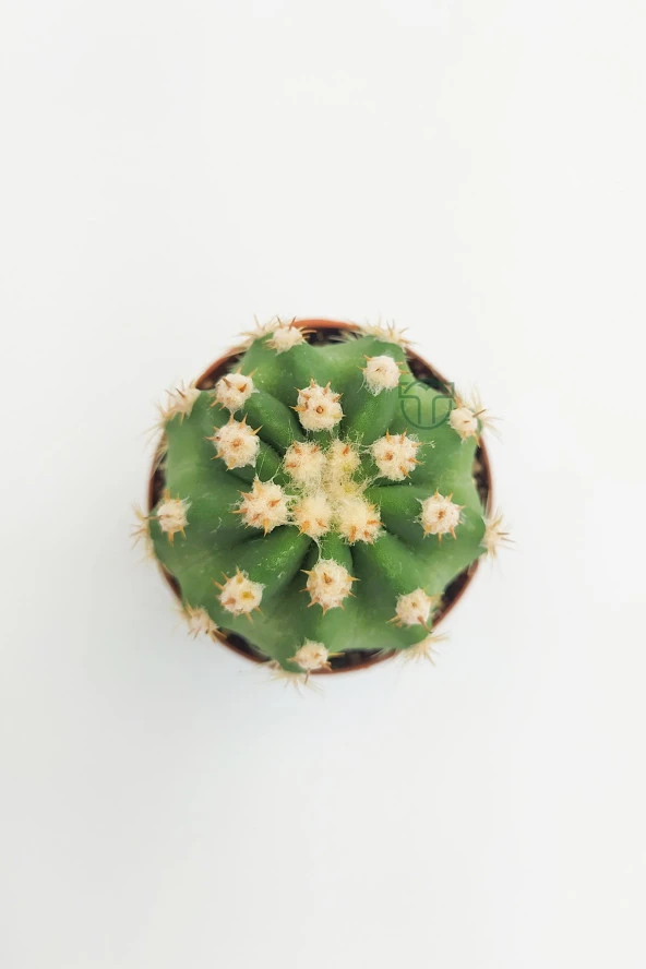 Echinopsis Subdenudata 45 Adet T0PTAN (5.5 cm Saksıda) - Resim 3