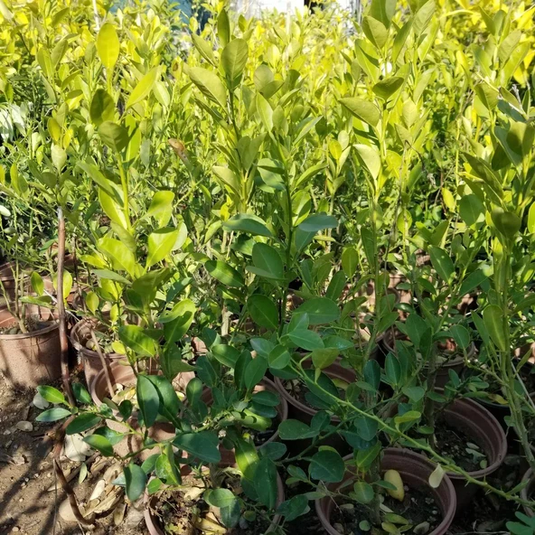 Ultra Bodur Süs Limonu Misket Lime, Saksıda ve Meyve Verir Yaşta) - Resim 4