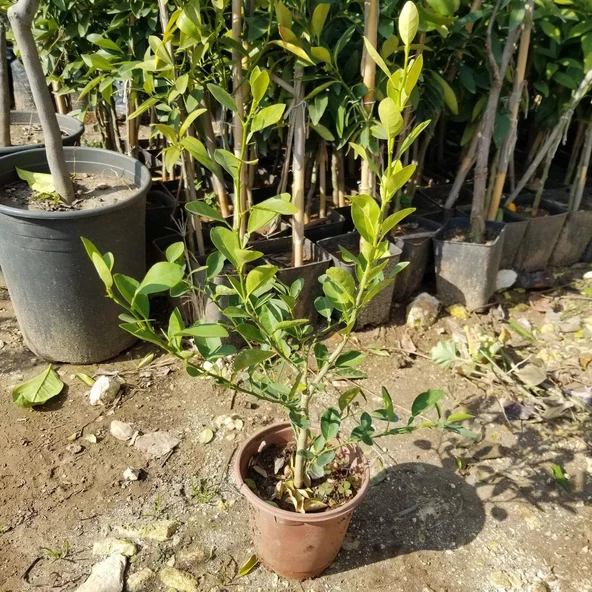 Ultra Bodur Süs Limonu Misket Lime, Saksıda ve Meyve Verir Yaşta) - Resim 2
