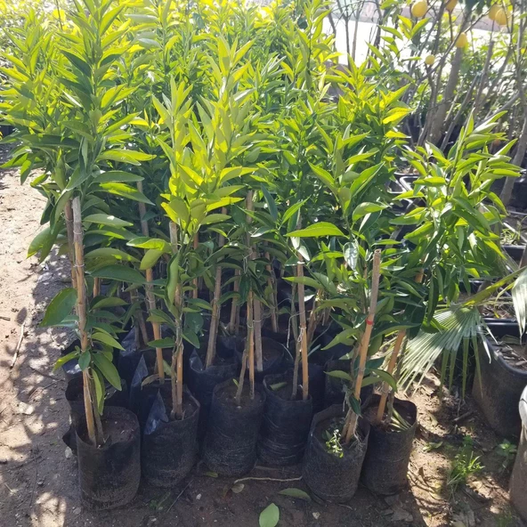 Klemantin Kokulu Çekirdeksiz  Mandalina Fidanı, Torbada - Resim 2