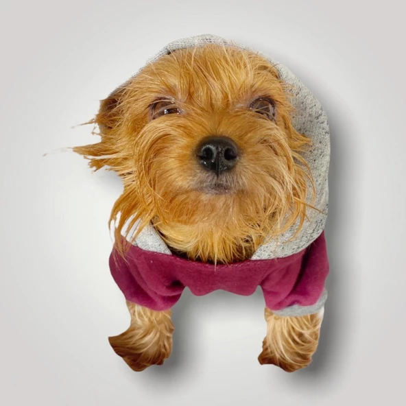 Burgundy Gray Kapşonlu Sweatshirt Köpek Kıyafeti - 6