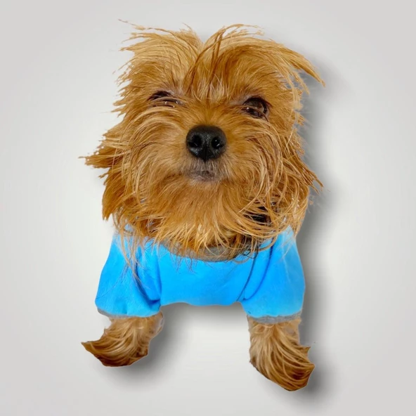 Pirate Blue Oval Yaka Tişört Köpek Kıyafeti - 3