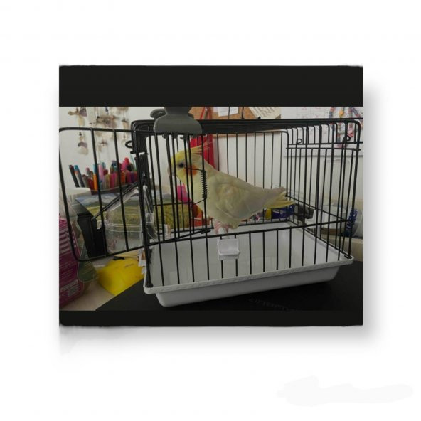 Kuş, Ginepig Taşıma Seyahat Kafesi Beyaz 20x17x23cm - 3