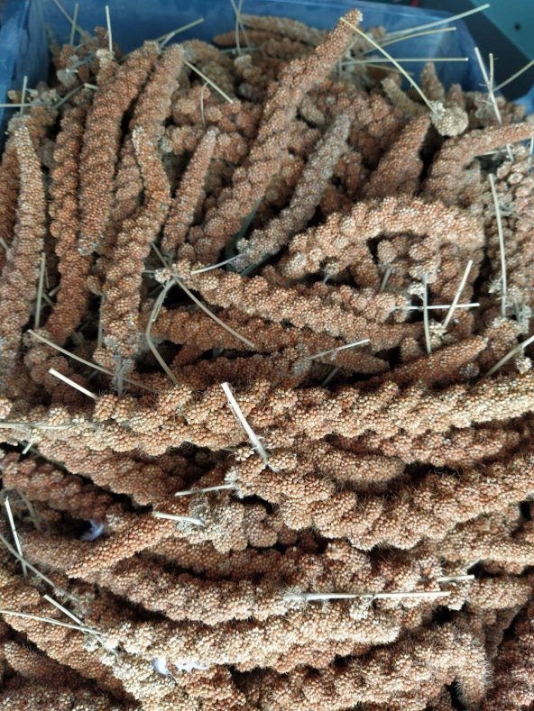 Doğal Kızıl Dal Darı Kuş Yemi 100Gr (Min:10cm-Max:20cm Uzunluk)