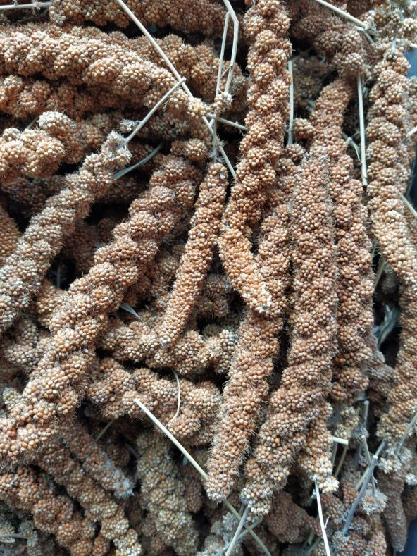 Doğal Kızıl Dal Darı Kuş Yemi 100Gr (Min:10cm-Max:20cm Uzunluk) - 4