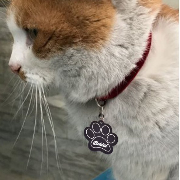 İsime Özel Kedi Köpek İsimliği Kaybolursam Ara - 2