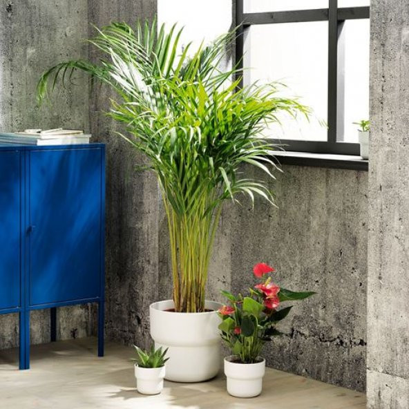 Beyaz Saksı 12 Cm ,Kalın Plastik 12 Cm Yapay Bitki-Çiçek Saksı,Deliksiz İç*Dış Mekan - 4