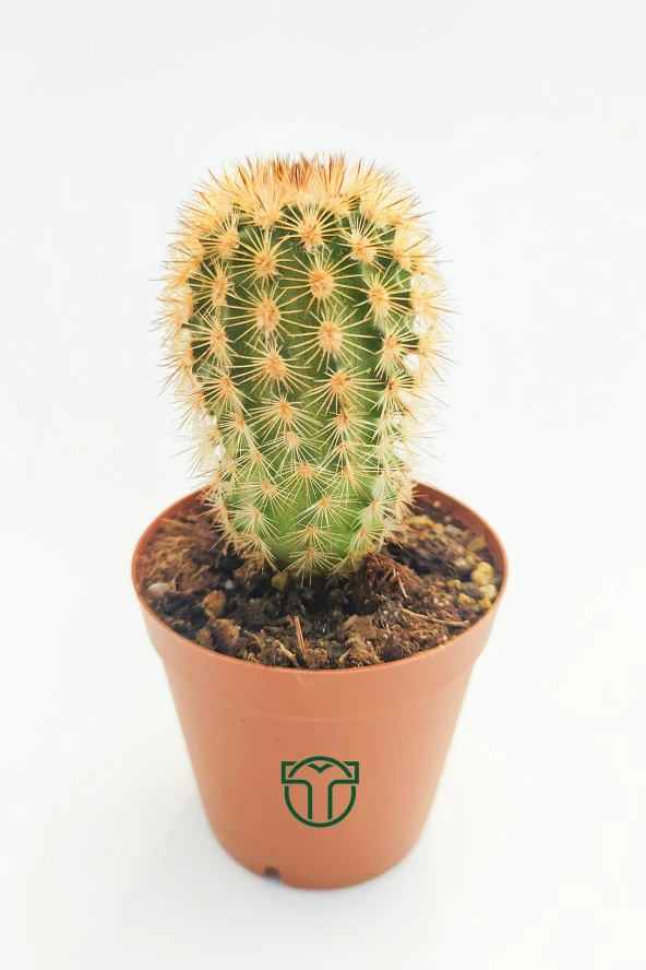 Echinocereus Pectinatus Kaktüsü TOPTAN 45 Adet (1 Viyol 5.5 cm Saksıda) - 2