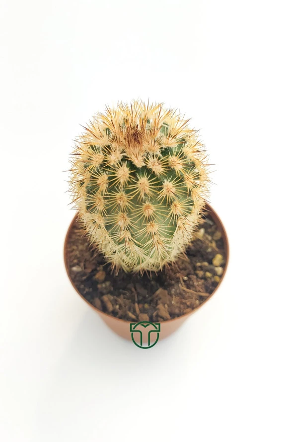 Echinocereus Pectinatus Kaktüsü TOPTAN 45 Adet (1 Viyol 5.5 cm Saksıda) - 3