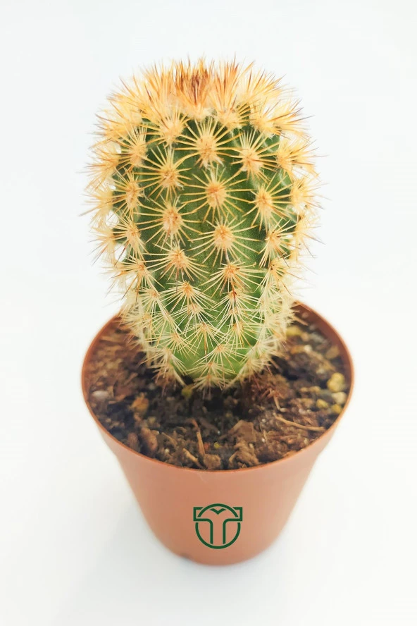 Echinocereus Pectinatus Kaktüsü TOPTAN 45 Adet (1 Viyol 5.5 cm Saksıda) - 4