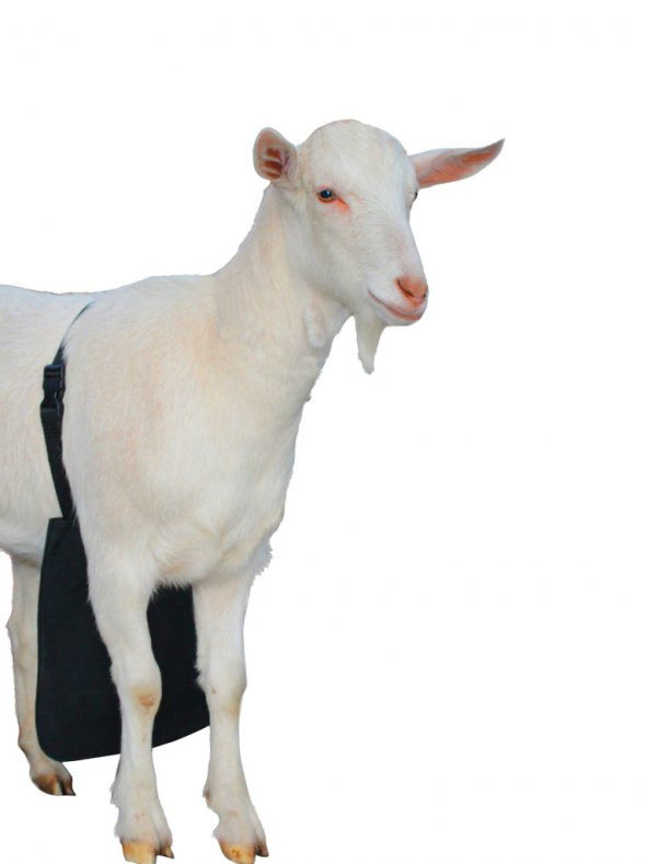 Çiftleşme Önleyici Kılavuz Koç Önlüğü Kısa - 2
